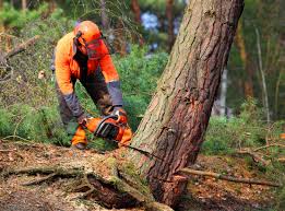 Best Arborist Consultation Services  in Woodbranch, TX