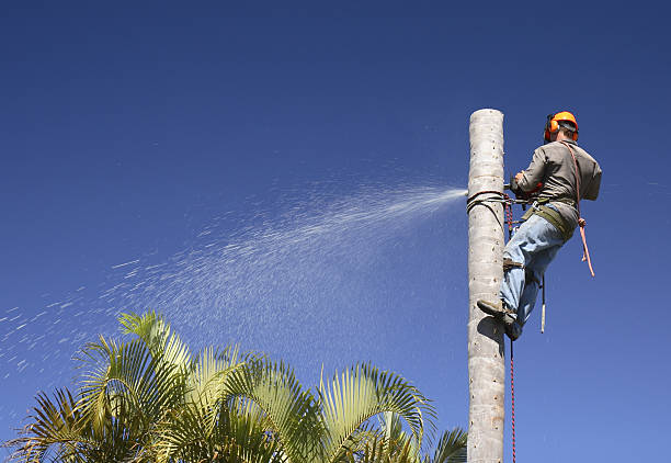 Best Tree Cabling and Bracing  in Woodbranch, TX