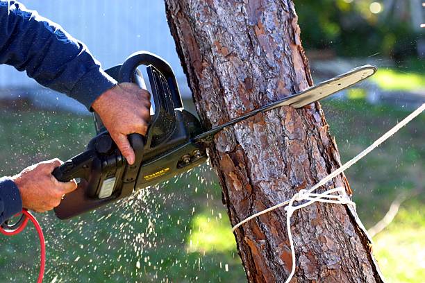 Professional Tree Services in Woodbranch, TX