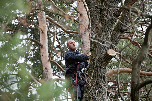 Best Hedge Trimming  in Woodbranch, TX