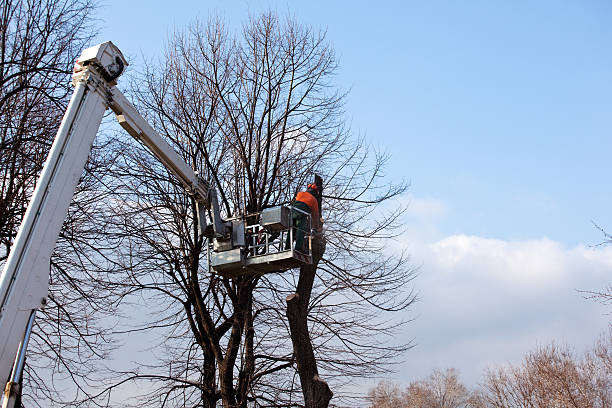 Best Fruit Tree Pruning  in Woodbranch, TX